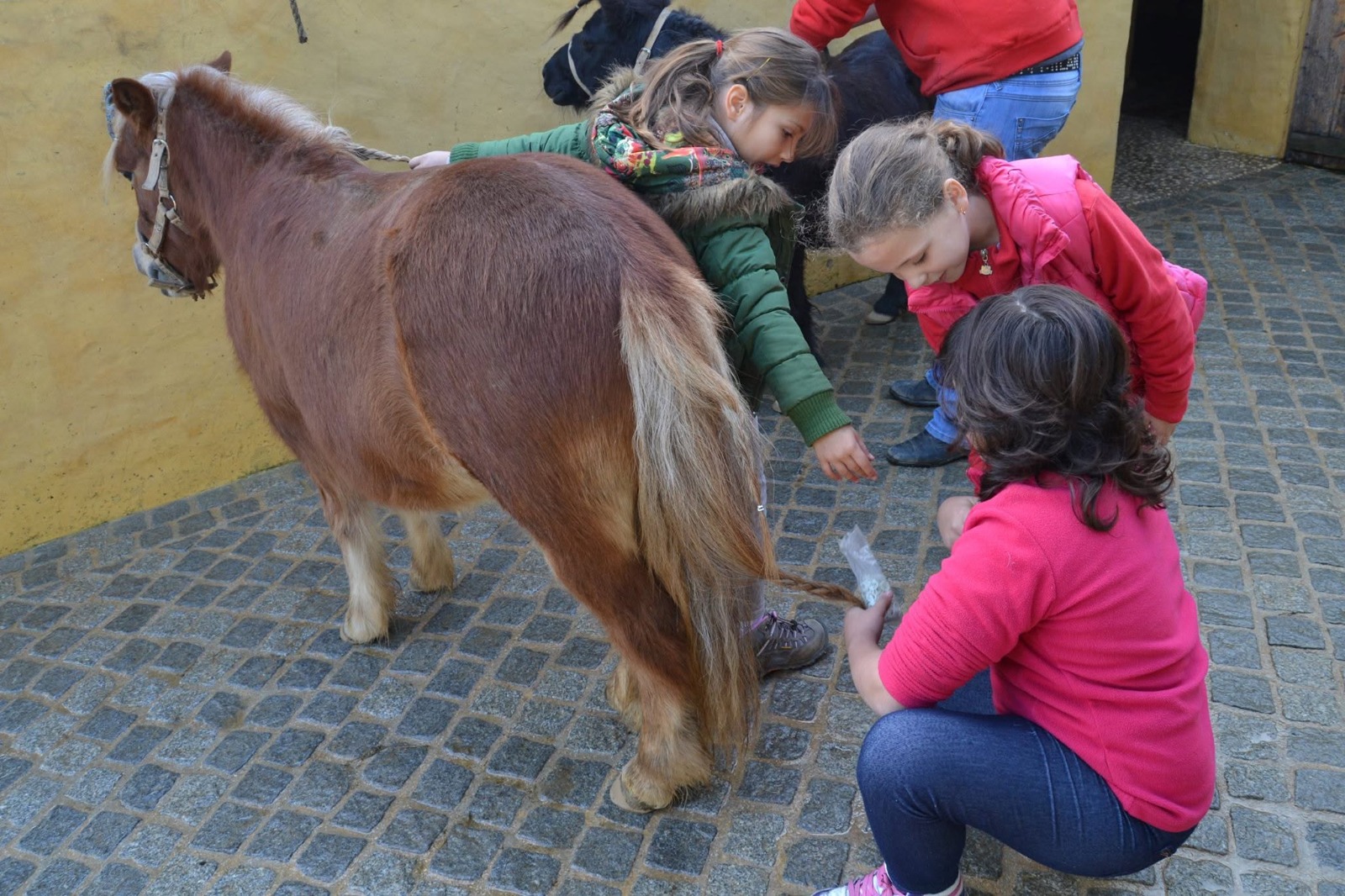 Passeio a cavalo no Centro Hípico Santa Maria, Algarve