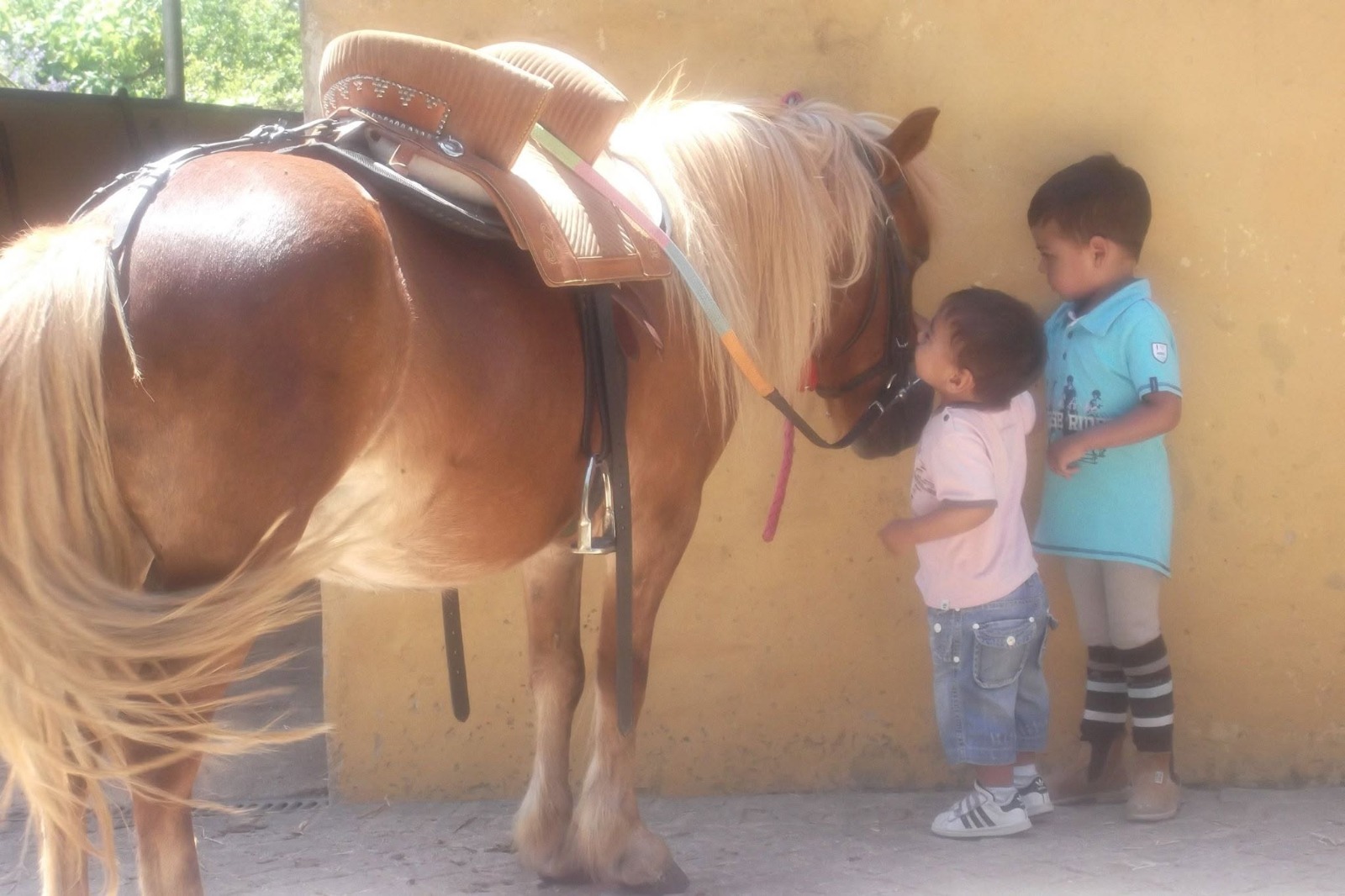 Passeio a pónei no Centro Hípico Santa Maria, Algarve